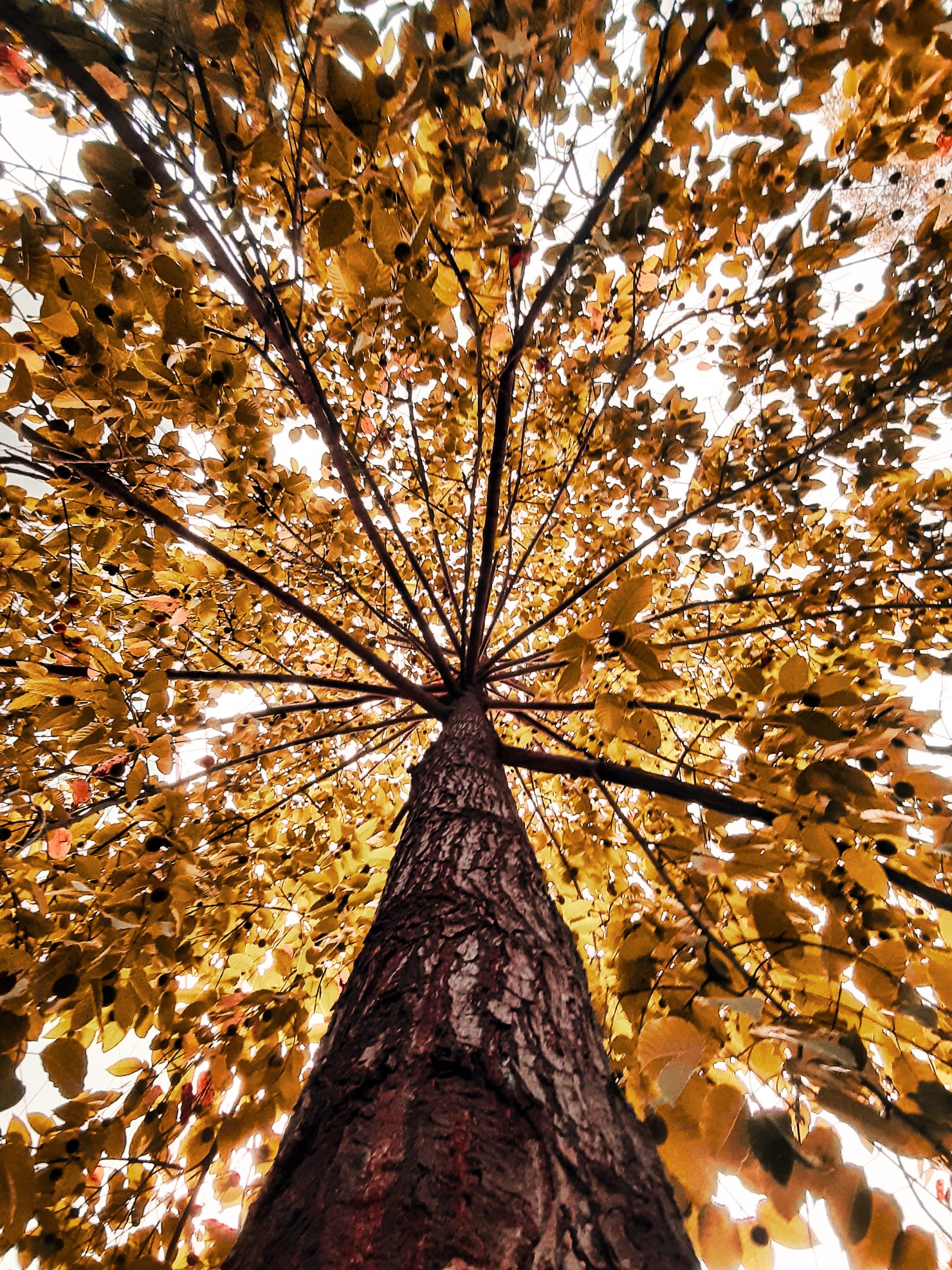 functional medicine tree